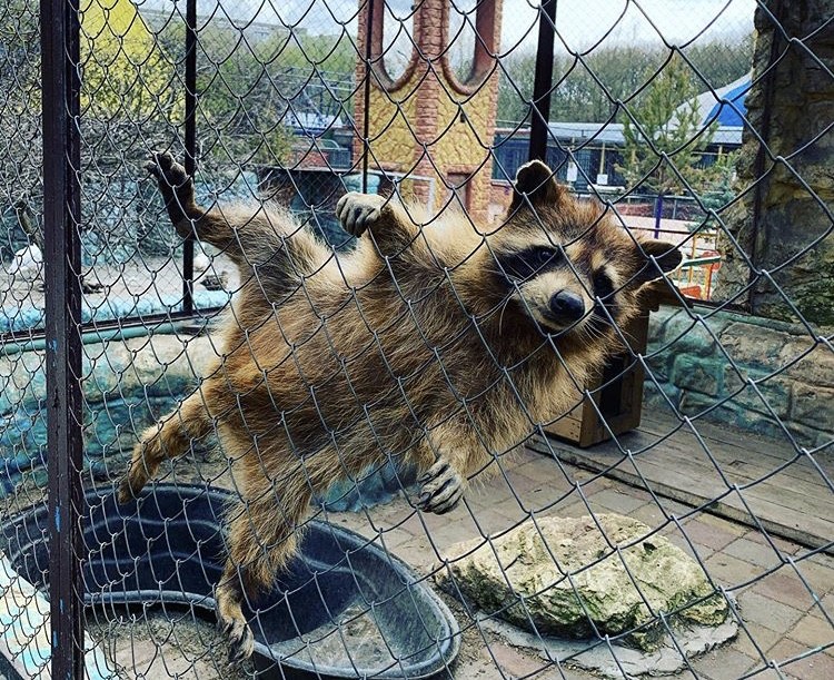 В ставропольском зоопарке произошло пополнение В ставропольском зоопарке произошло пополнение