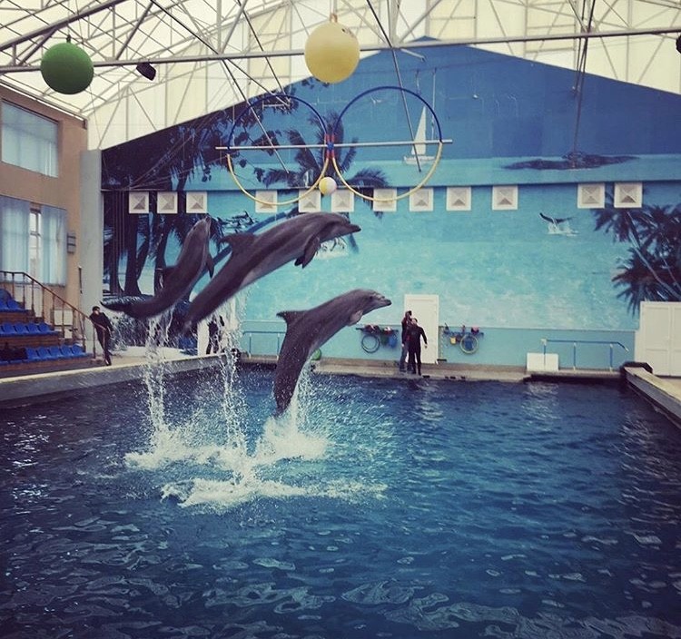 Волонтеры помогут голодающим дельфинам Кавминводского океанариума