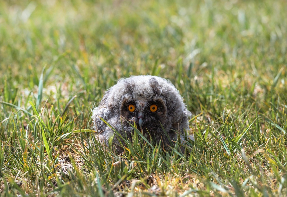 На Ставрополье госинспекторы спасли птенцов ушастой совы