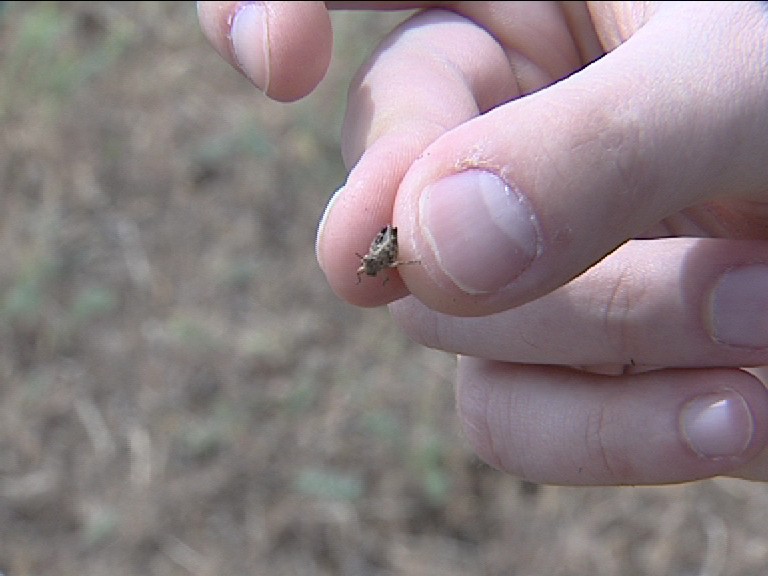 Аграрии Ставрополья защищают поля от саранчи Аграрии Ставрополья защищают поля от саранчи