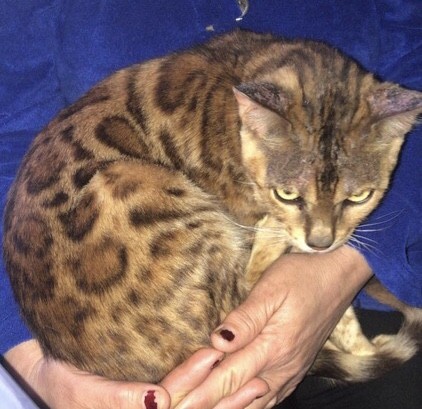 В Железноводске бенгальскому коту нашли новый дом В Железноводске бенгальскому коту нашли новый дом