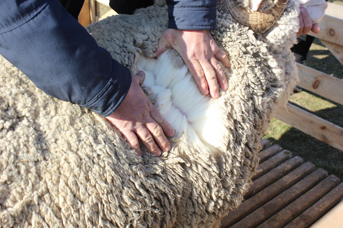 На Ставрополье поддержка на производство шерсти увеличена в 3 раза