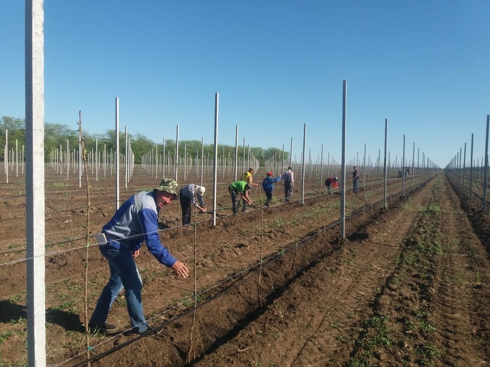 В Ипатовском горокруге закладывают новый фруктовый сад