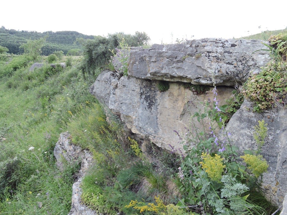 Новые следы динозавров обнаружили на Ставрополье Новые следы динозавров обнаружили на Ставрополье