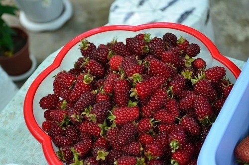 На Ставрополье семья фермеров выращивает ежемалину