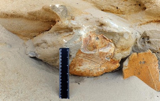 На территории Ставрополья обнаружили останки древней черепахи На территории Ставрополья обнаружили останки древней черепахи