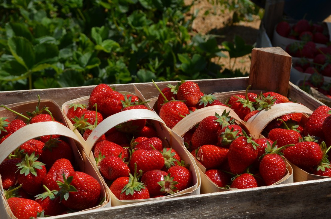 На Ставрополье продолжается уборка земляники На Ставрополье продолжается уборка земляники