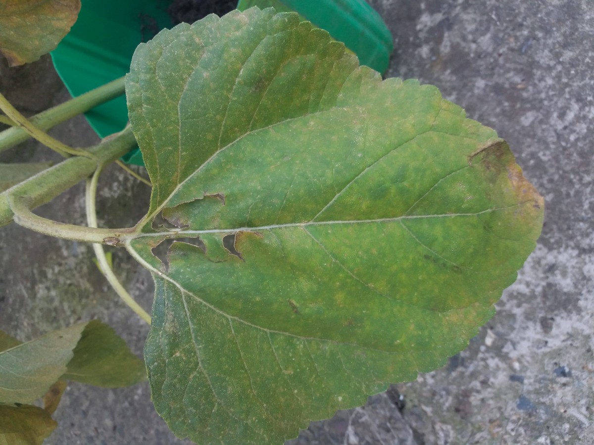 На полях Ставрополья обитают необычные вредители