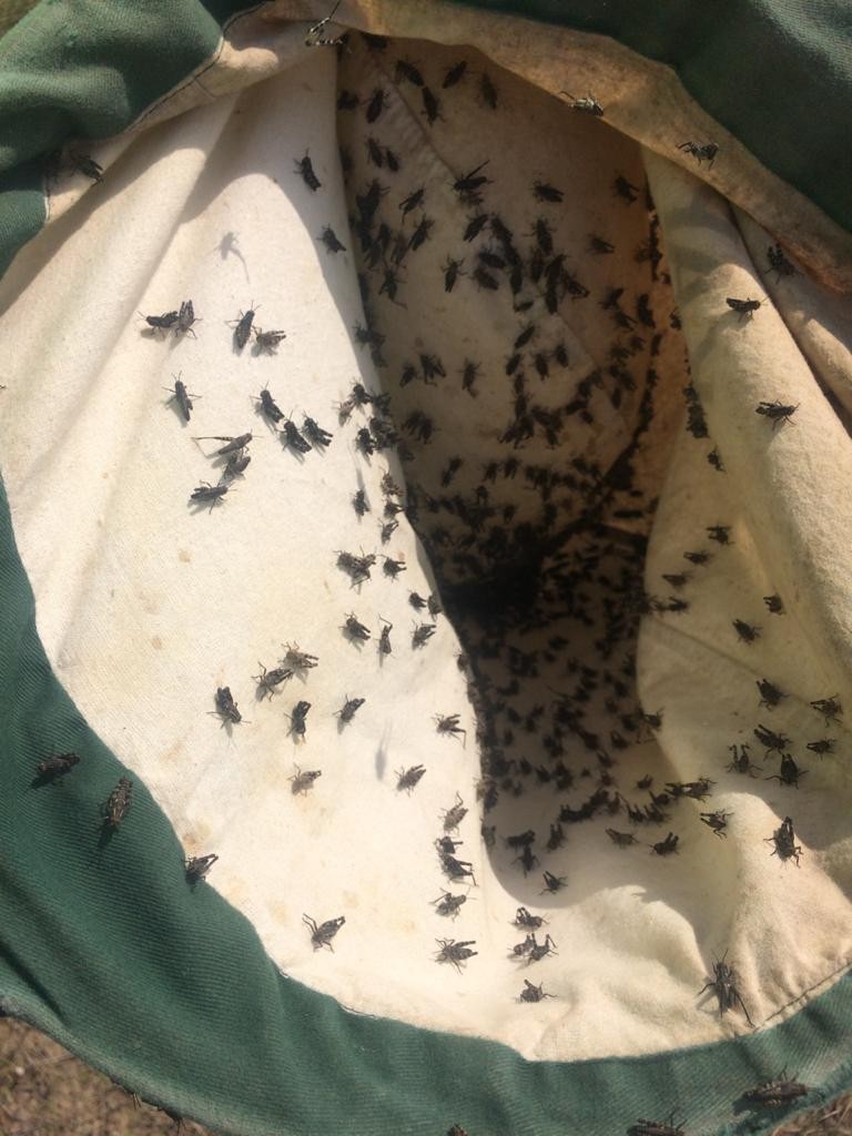 На Ставрополье борются с мароккской саранчой На Ставрополье борются с мароккской саранчой