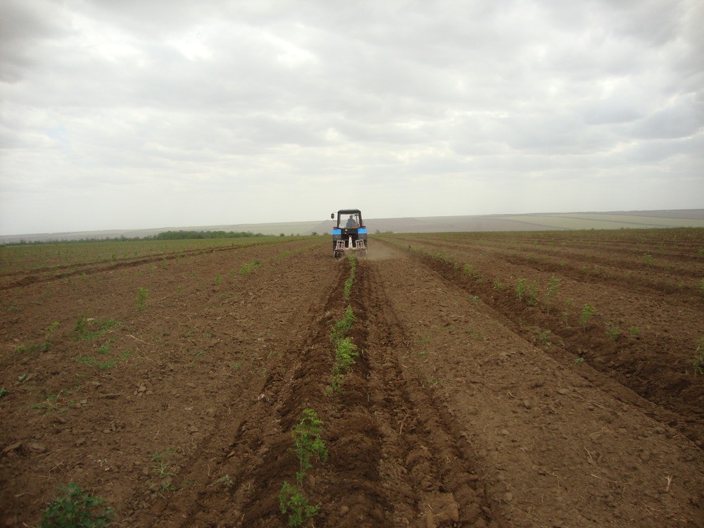 На Ставрополье выполнен план по расширению лесного фонда