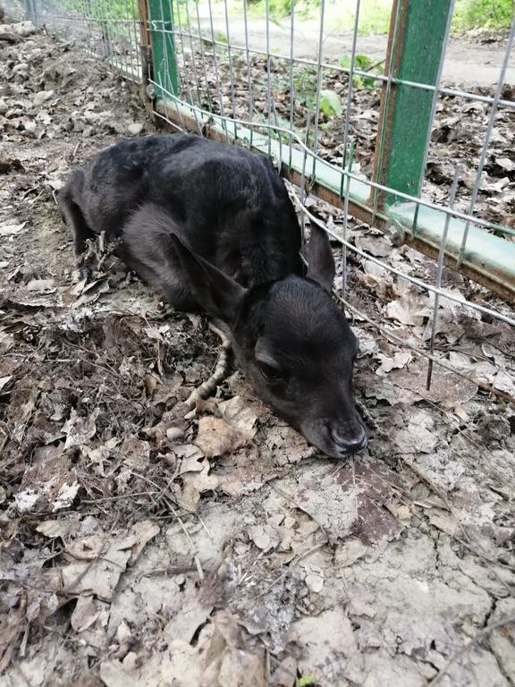 В Невинномысске родился ланёнок редкой окраски В Невинномысске родился ланёнок редкой окраски