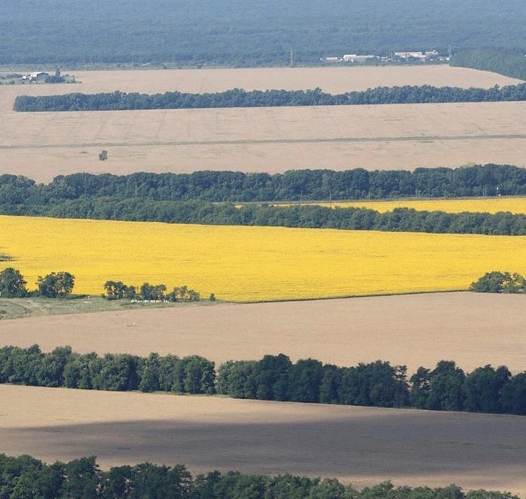 Уборка рапса завершается на Ставрополье