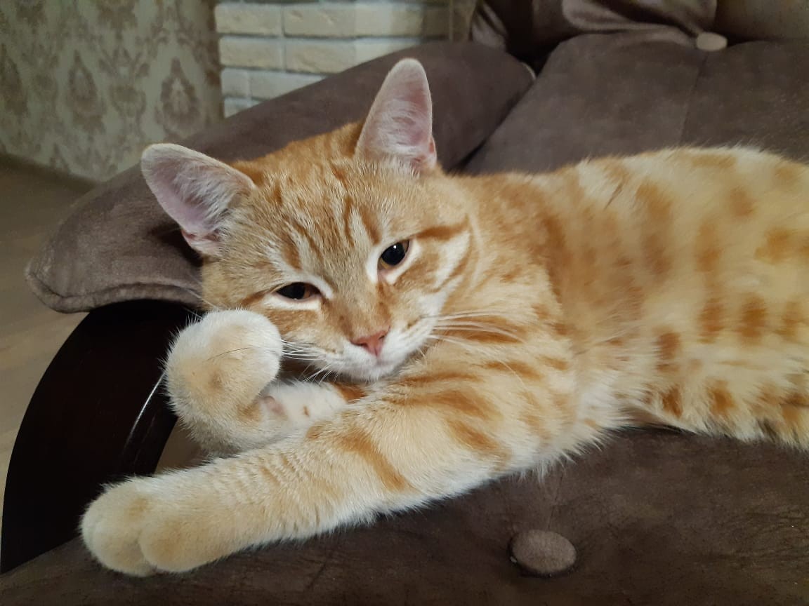 Сотрудники регоператора «Эко-Сити» спасли животных от гибели