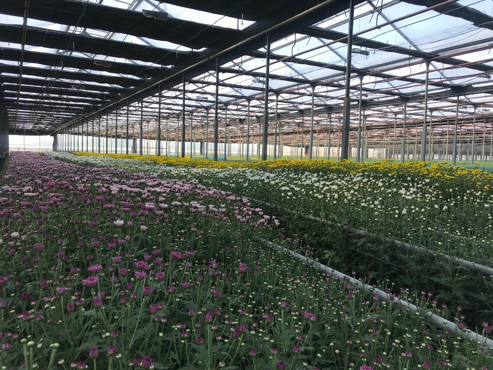 На Ставрополье выращивают более 2,5 млн хризантем в год На Ставрополье выращивают более 2,5 млн хризантем в год