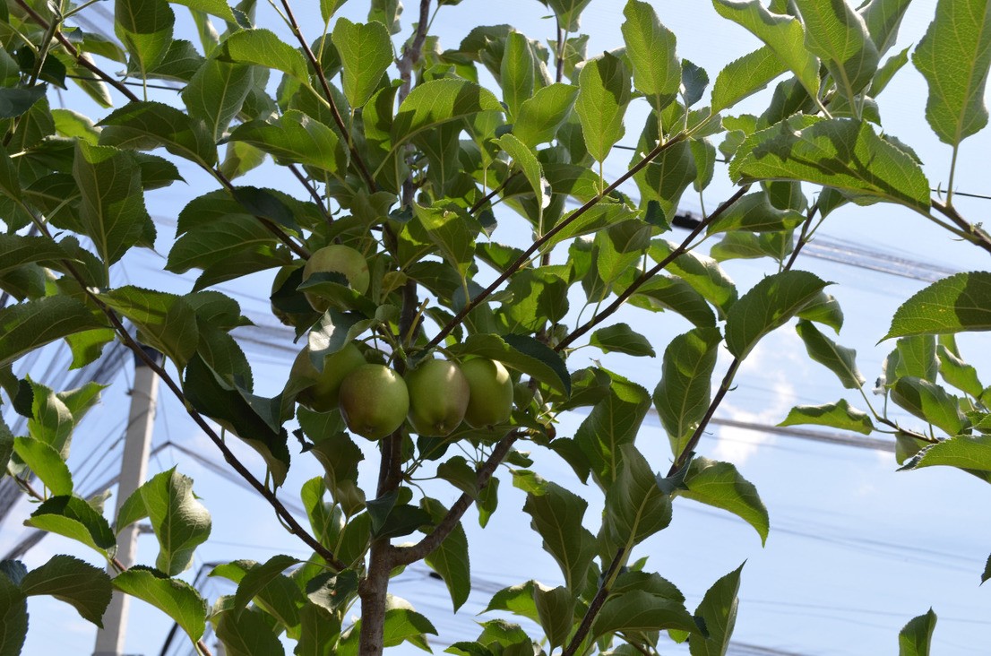 На Ставрополье садоводы получили более 500 млн рублей На Ставрополье садоводы получили более 500 млн рублей