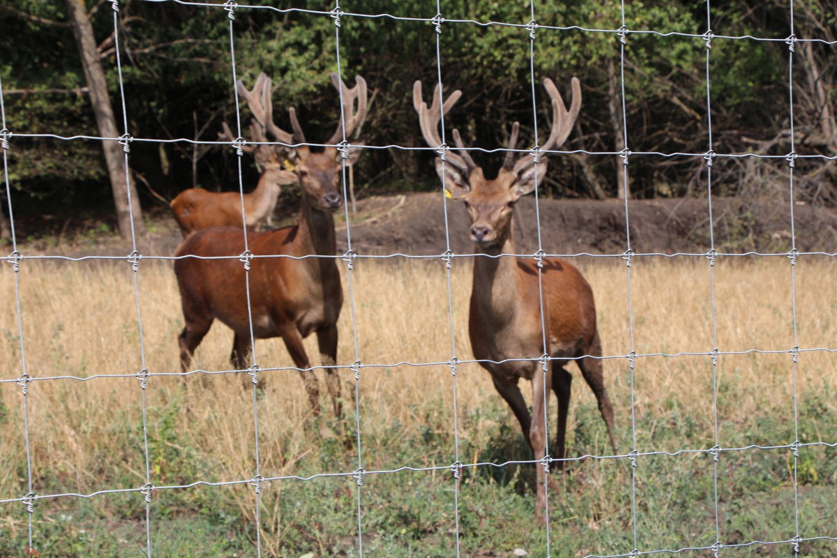 На Ставрополье создадут первую в стране племенную оленеводческую ферму На Ставрополье создадут первую в стране племенную оленеводческую ферму