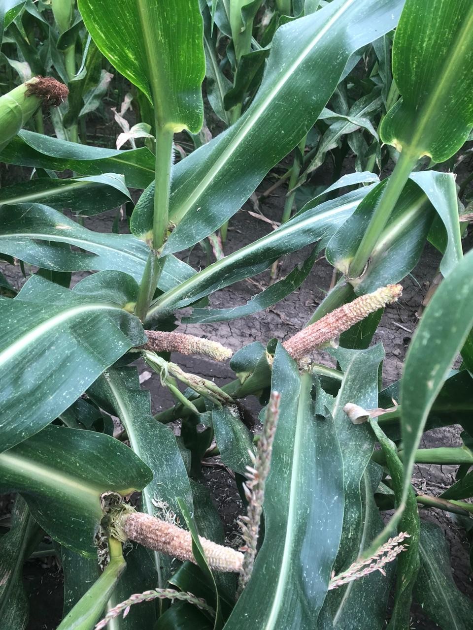 В Изобильненском горокруге 50% семян заражены инфекцией