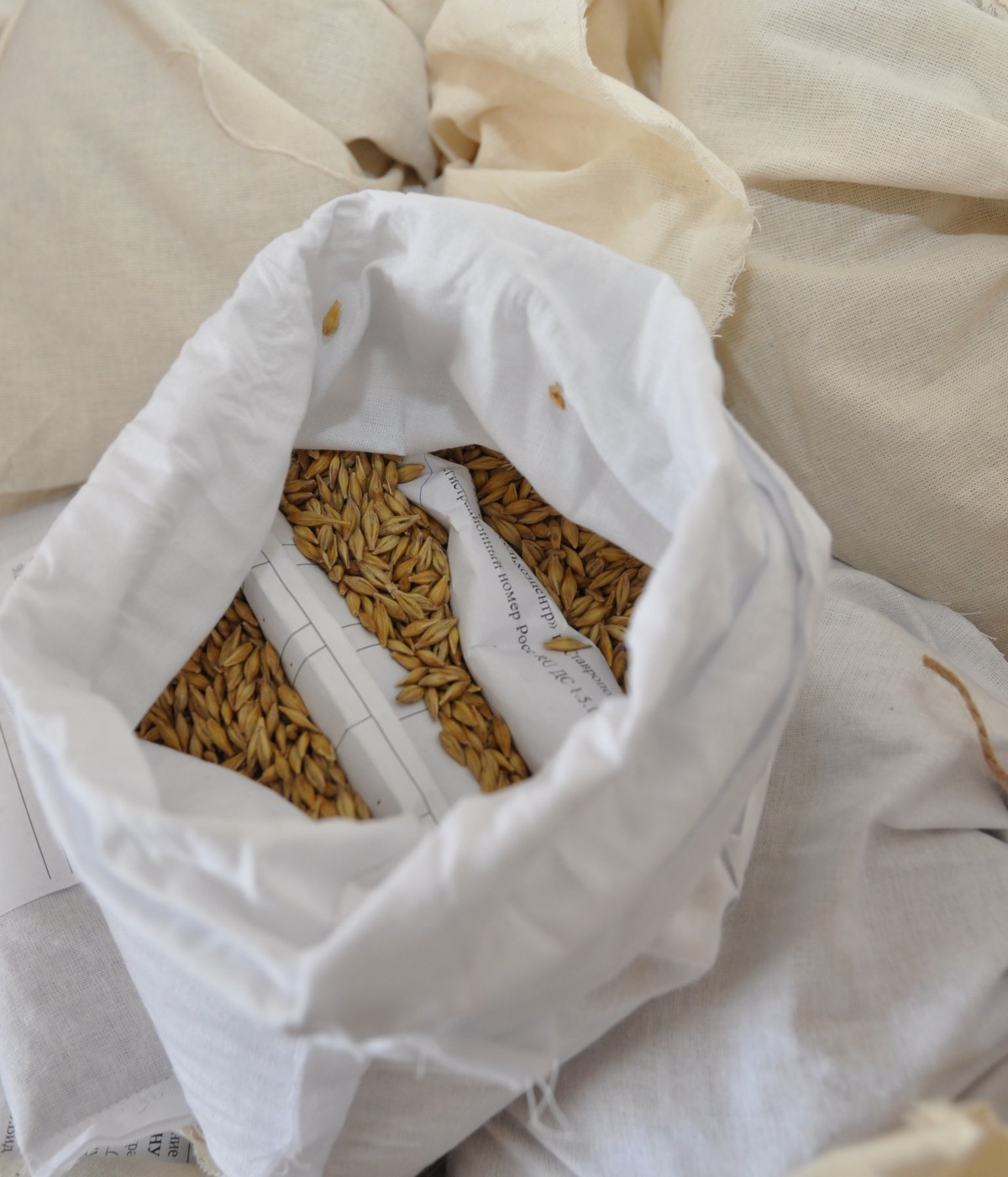 Ставрополье на 11% обеспечено качественными семенами