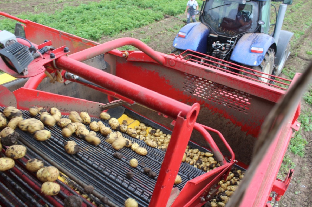 На Ставрополье выкопали почти 80 тысяч тонн картофеля
