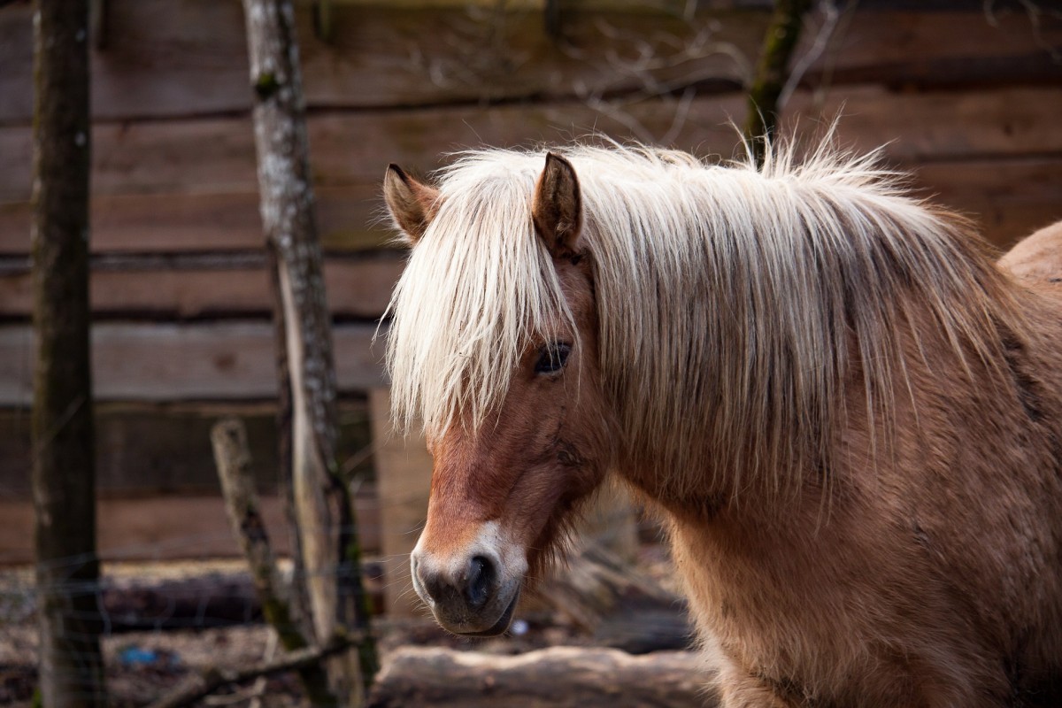 Куда пропали пони ставропольского парка «Победы»? Куда пропали пони ставропольского парка «Победы»?