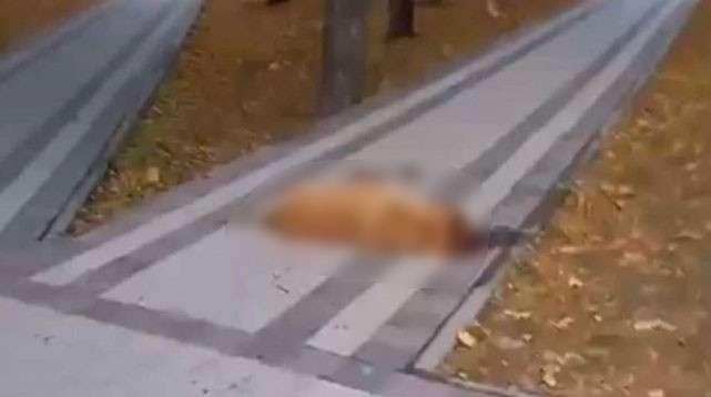 В парке Железноводска нашли жестоко убитую собаку В парке Железноводска нашли жестоко убитую собаку