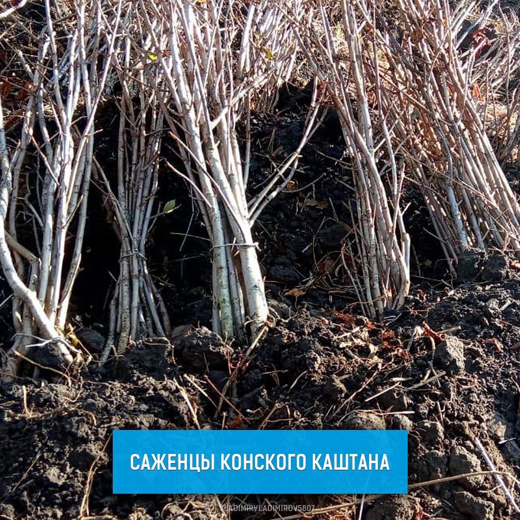 В Ставропольском лесничестве на горе Стрижамент высадят 250 саженцев каштана В Ставропольском лесничестве на горе Стрижамент высадят 250 саженцев каштана