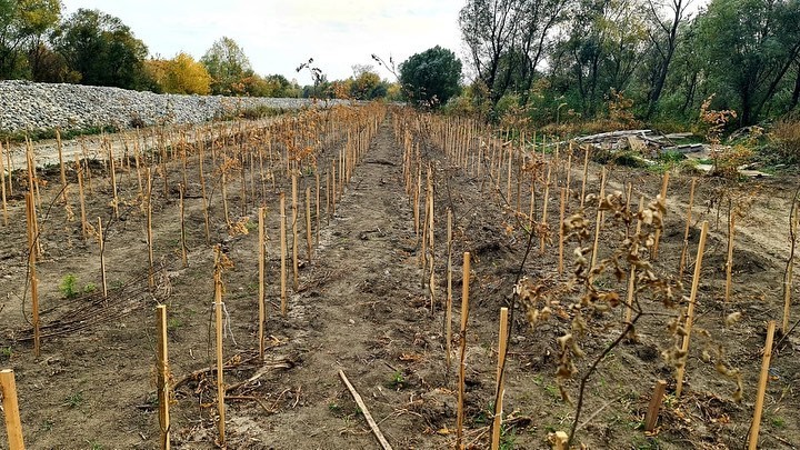 В Невинномысске высадили 9,5 тыс. ясеней на берегу Кубани В Невинномысске высадили 9,5 тыс. ясеней на берегу Кубани