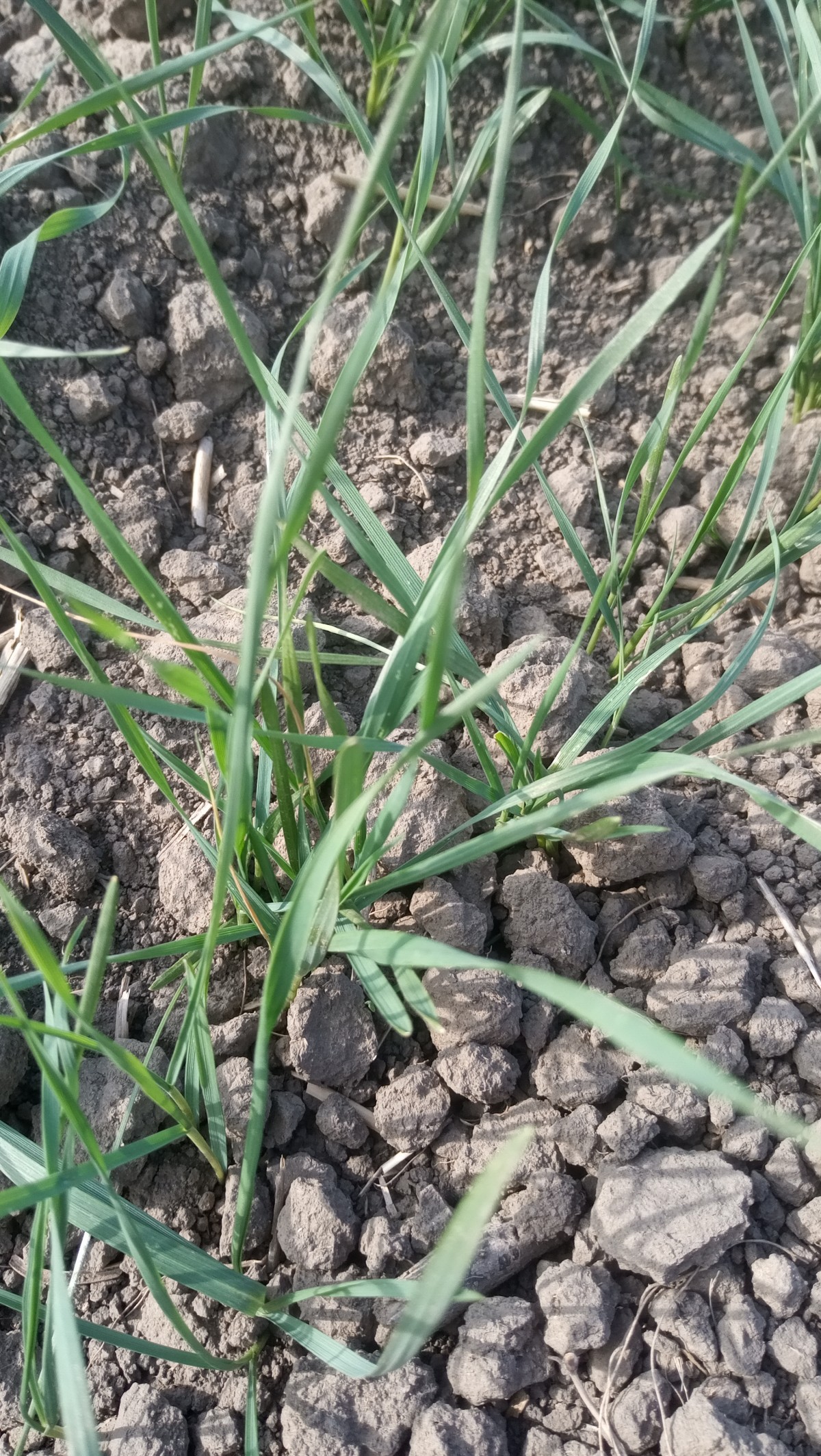 На Ставрополье цикадки и злаковые мухи атакуют всходы На Ставрополье цикадки и злаковые мухи атакуют всходы