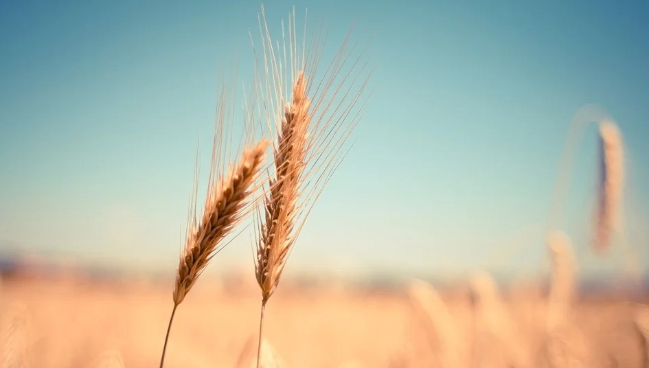 В Апанасенковском округе собрали 300 тысяч тонн зерна В Апанасенковском округе собрали 300 тысяч тонн зерна