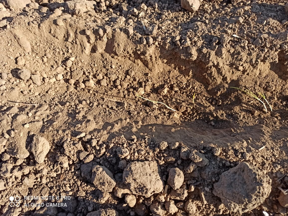 Из-за засухи в Арзгирском районе Ставрополья не взошли озимые Из-за засухи в Арзгирском районе Ставрополья не взошли озимые