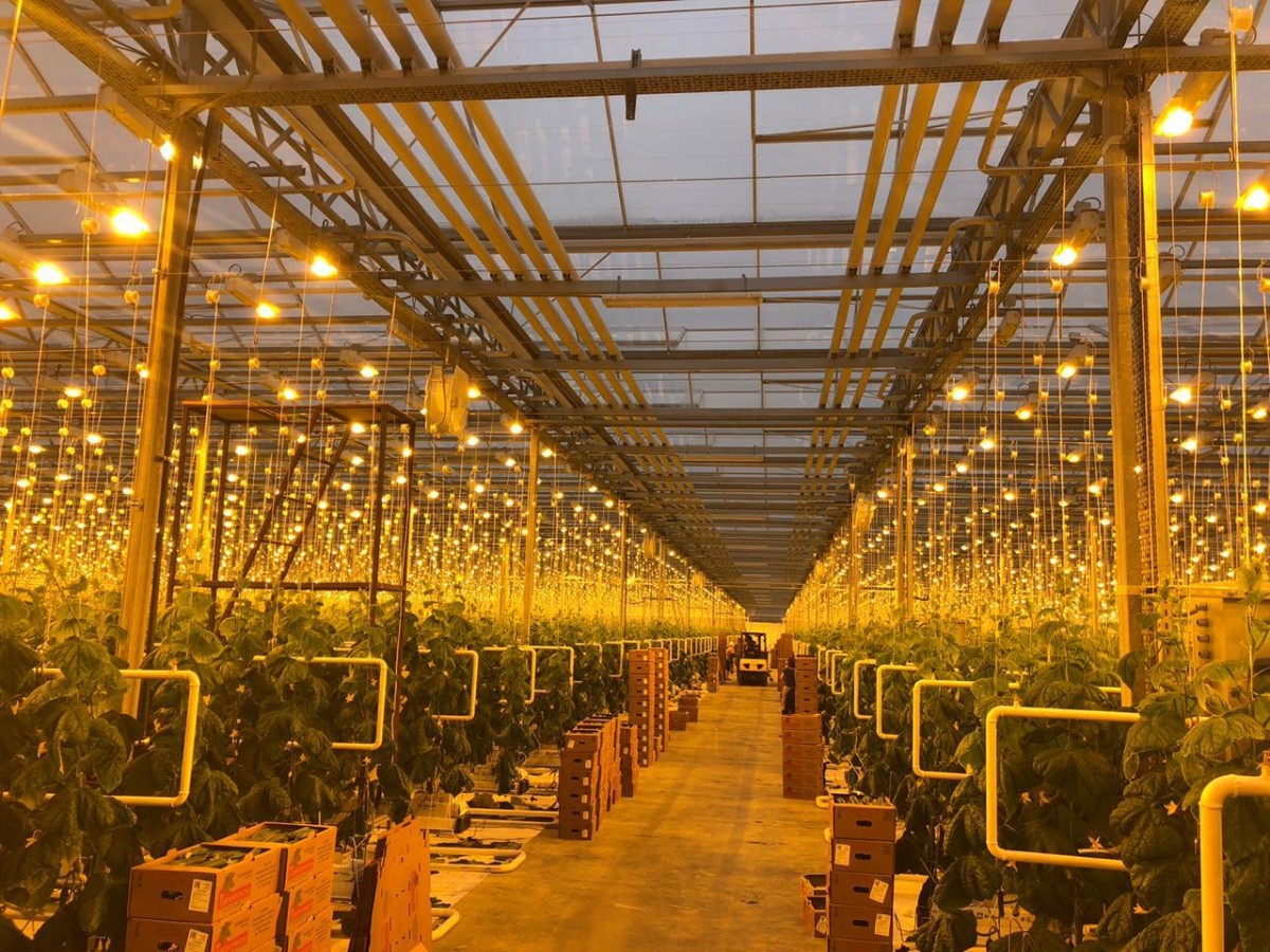 На Ставрополье производство тепличных овощей выросло на 19% На Ставрополье производство тепличных овощей выросло на 19%