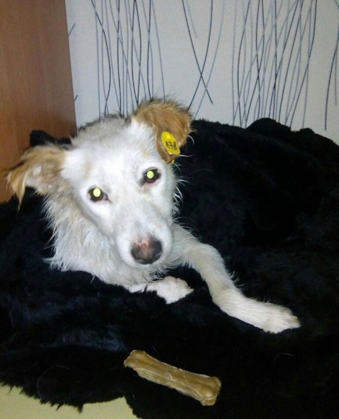 Прокуратура края проверит работу питомника в Георгиевске