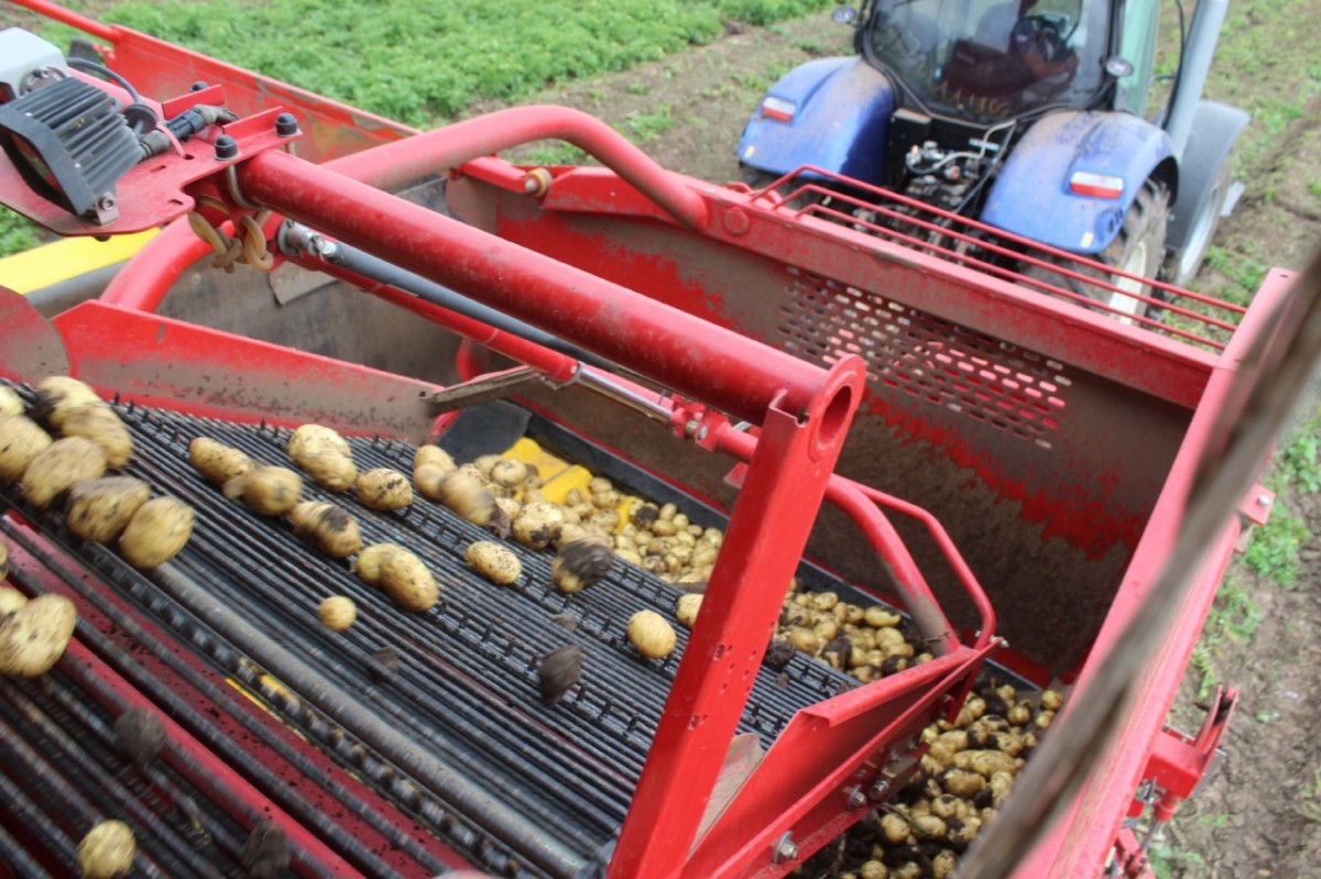 На Ставрополье в 2020 году собрали 137 тыс. тонн картофеля