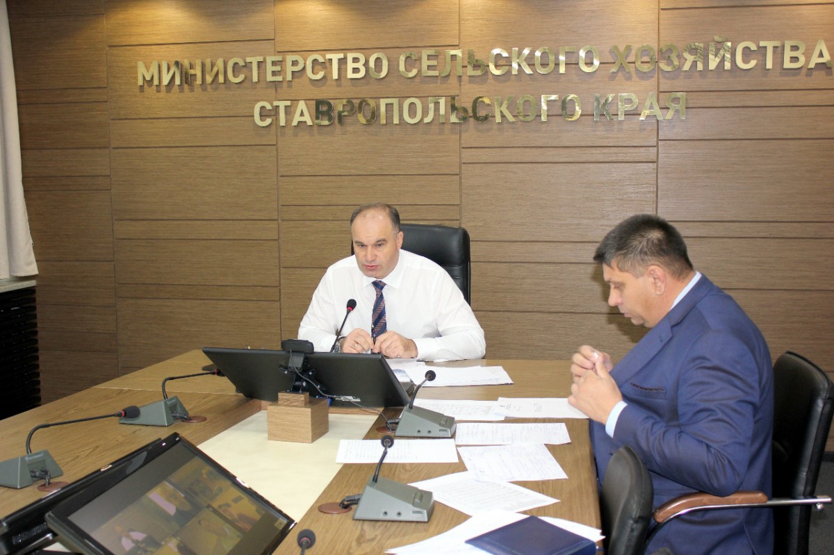 На Ставрополье выявили более 200 тысяч неучтенных овец