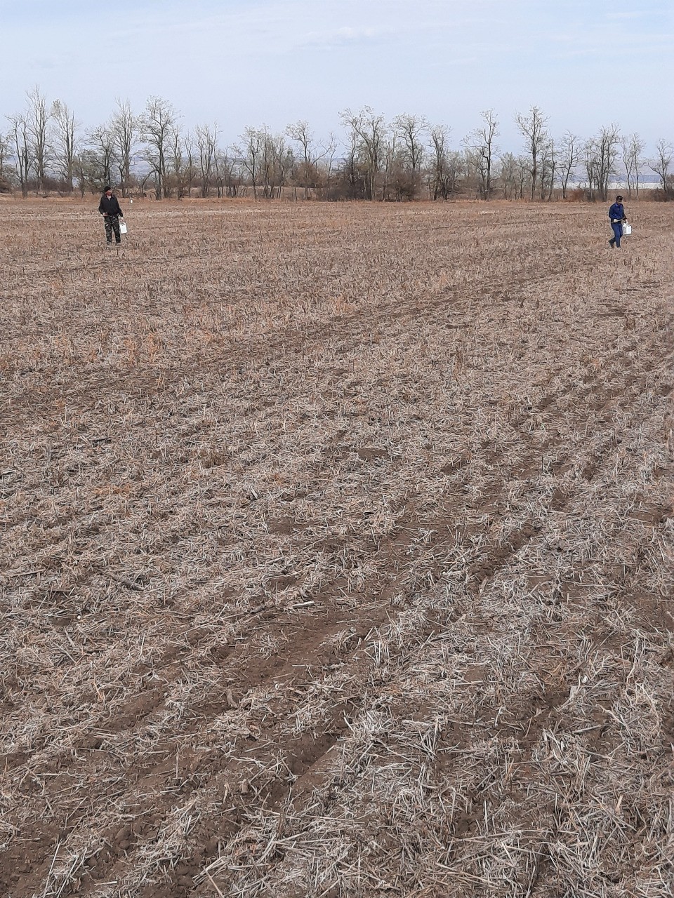 24% озимых культур взошло на Ставрополье 24% озимых культур взошло на Ставрополье