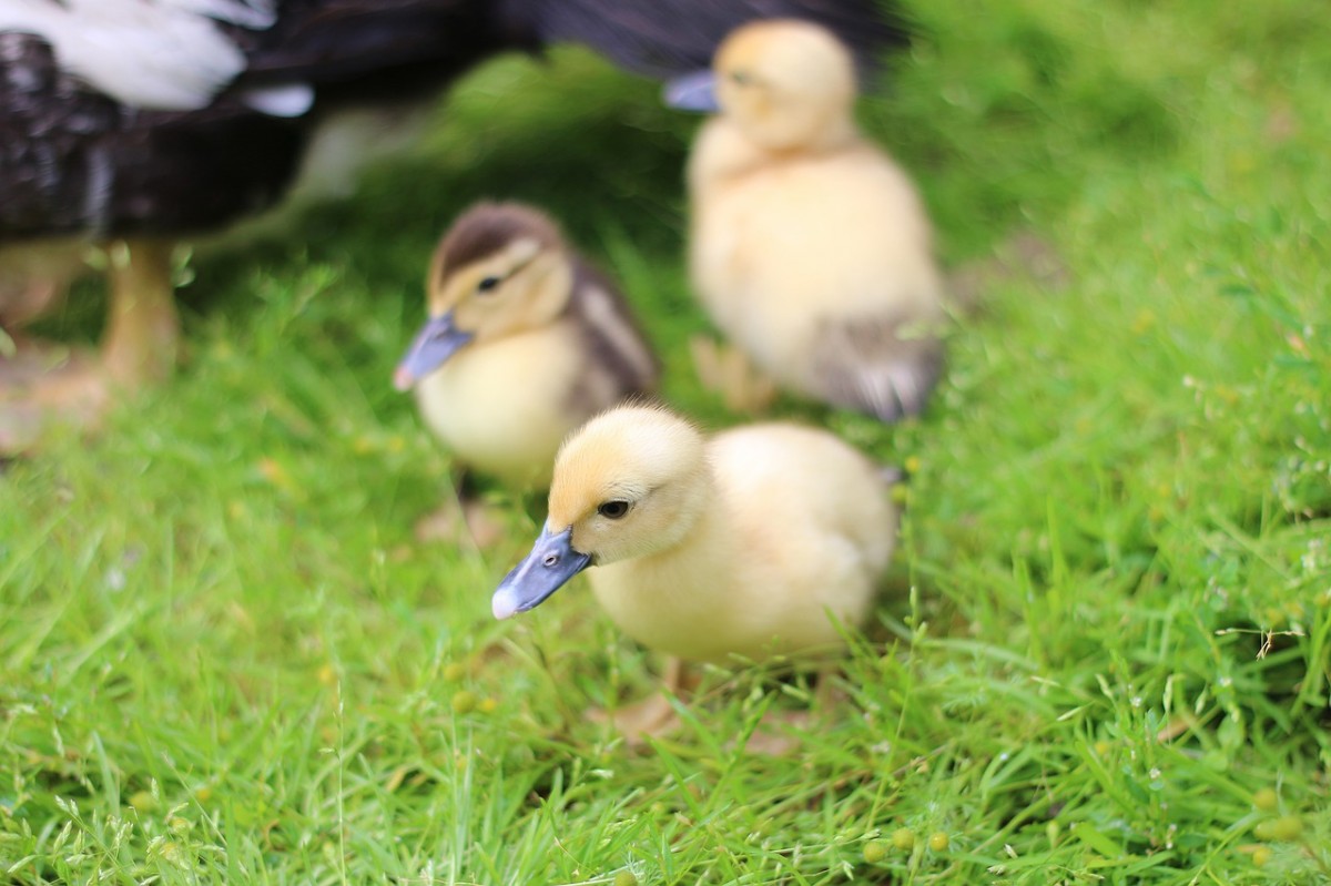 Ставропольская утиная ферма перейдёт на полный цикл производства Ставропольская утиная ферма перейдёт на полный цикл производства