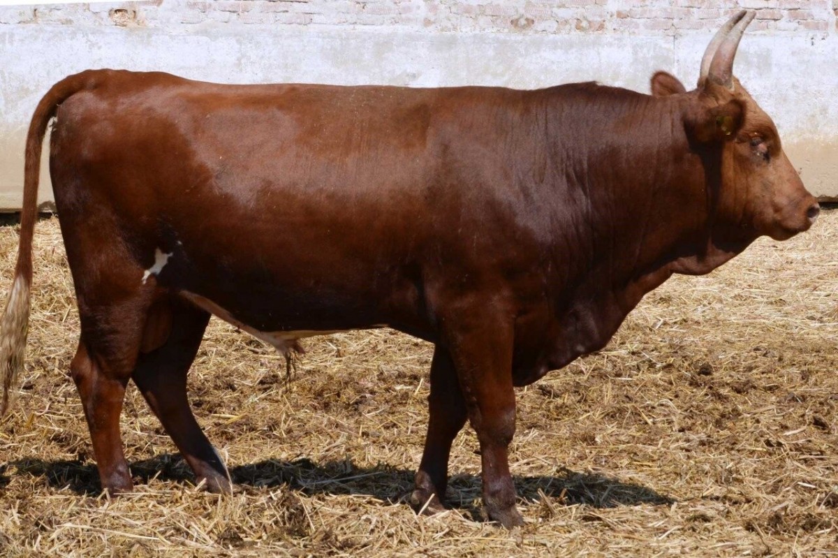 На Ставрополье в 2020 году впервые экспортировали племенных коров в Армению