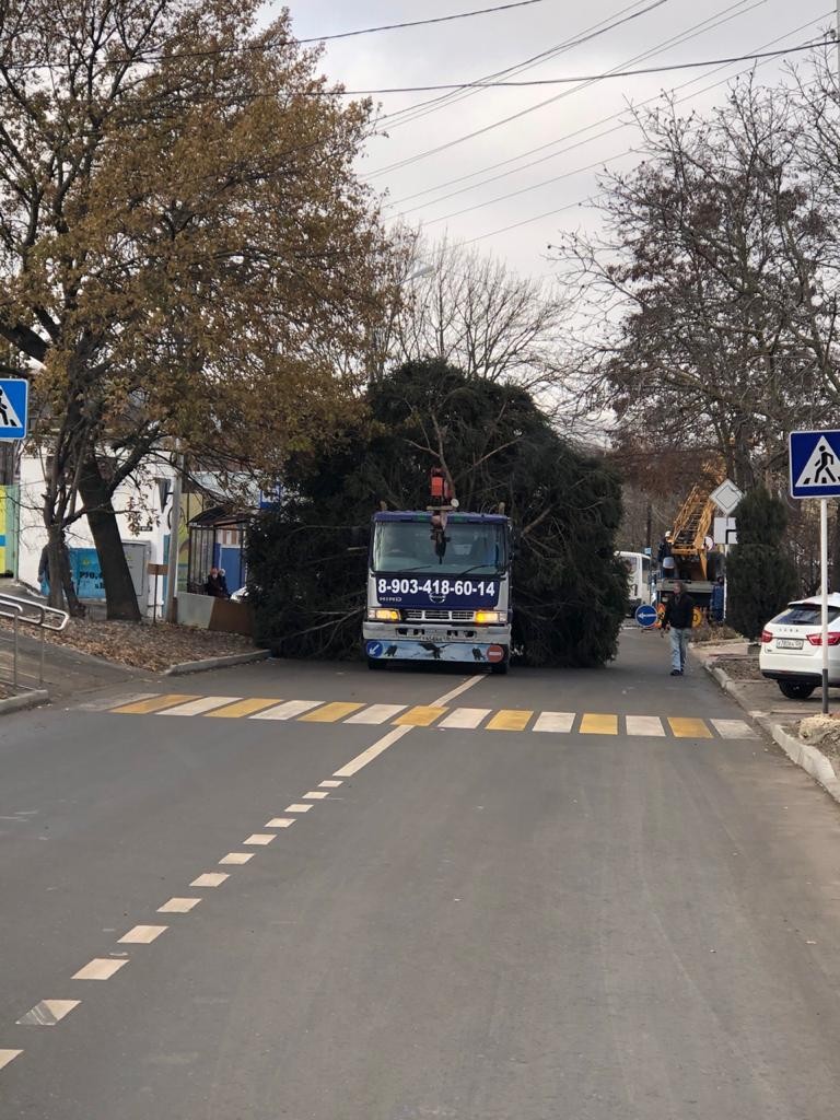 Хвойная красавица украсит площадь Ермолова в Ставрополе Хвойная красавица украсит площадь Ермолова в Ставрополе