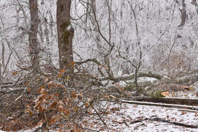 В Пятигорске из-за обледенения деревьев закрыли терренкуры на Машуке В Пятигорске из-за обледенения деревьев закрыли терренкуры на Машуке