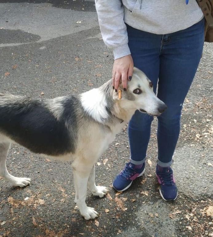 Почти 170 бездомных собак привили и стерилизовали в Невинномысске Почти 170 бездомных собак привили и стерилизовали в Невинномысске