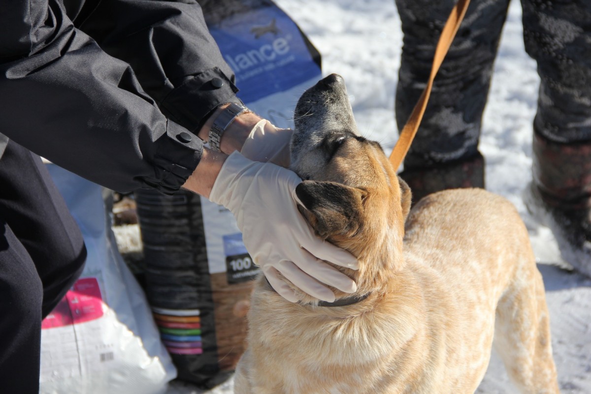 Полицейские Ставрополья посетили приют для животных Полицейские Ставрополья посетили приют для животных