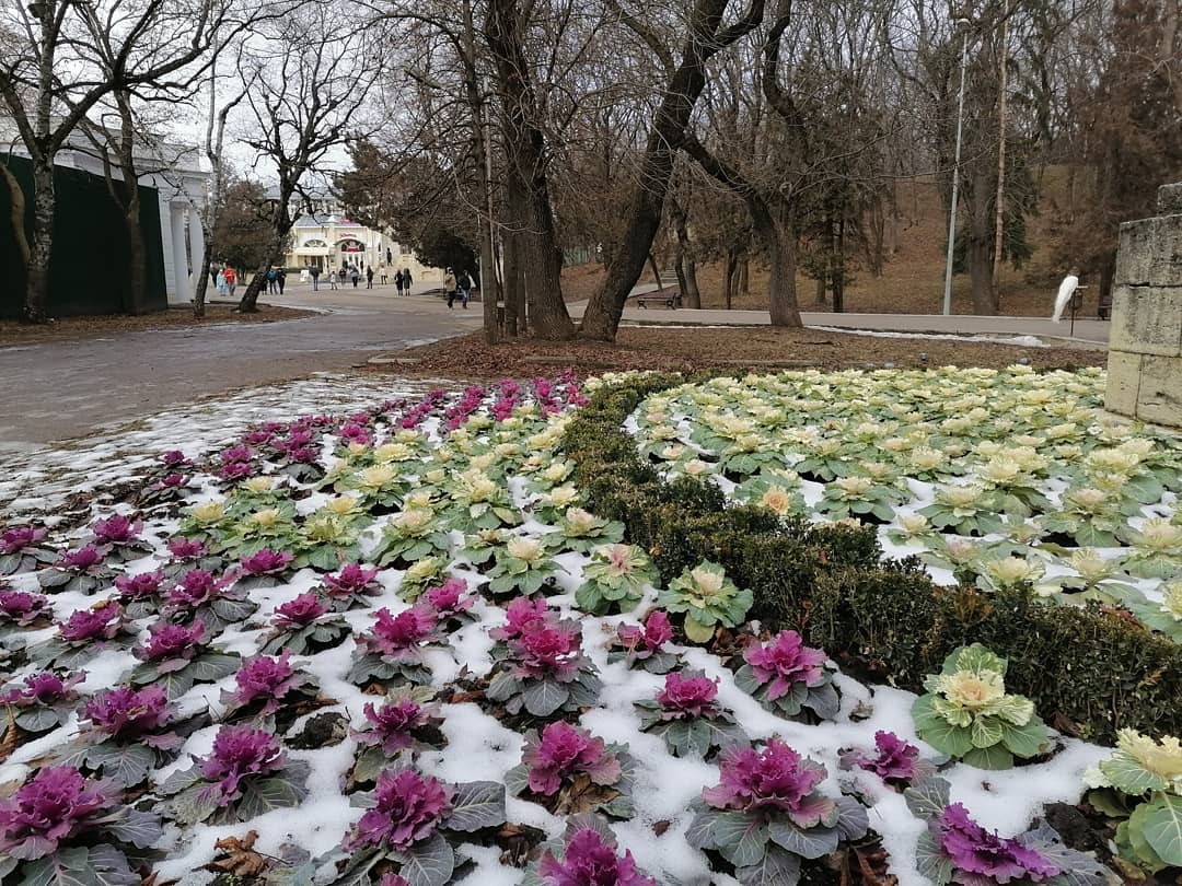 В Ессентуках зацвели клумбы в начале января