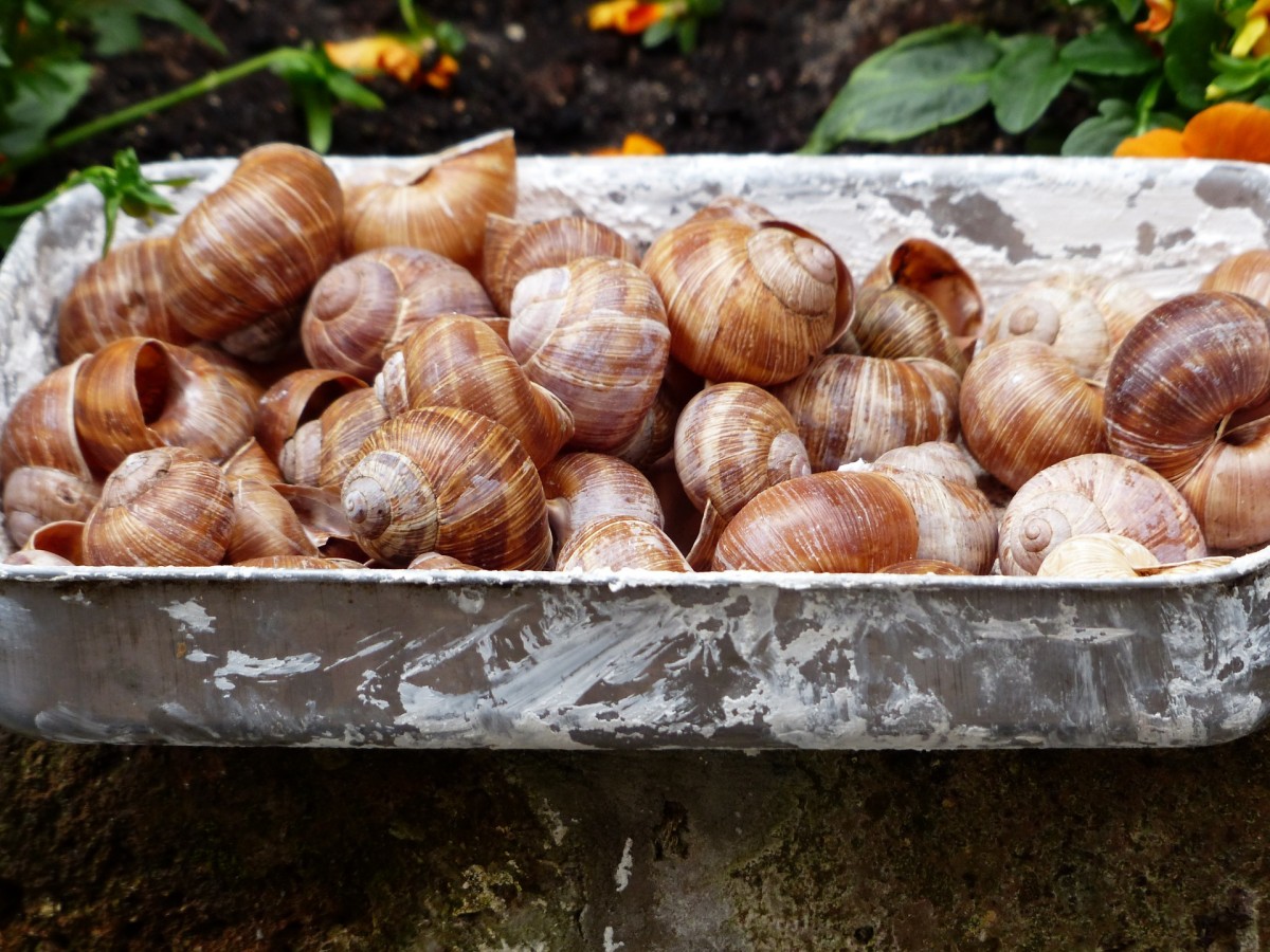 Ставропольских улиток в 2021 году экспортируют в Новосибирск и Краснодар