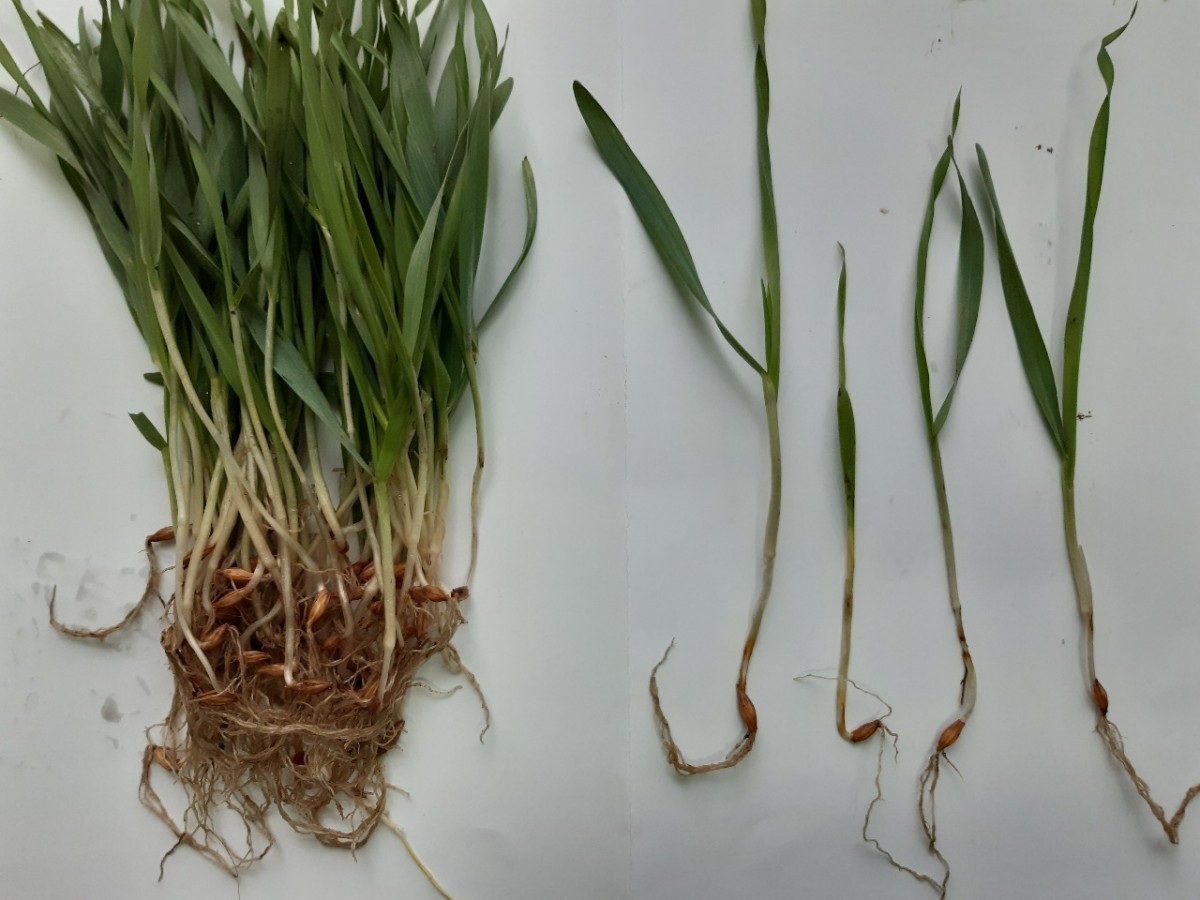 Губернатор Ставрополья назвал критической ситуацию с посевами в регионе Губернатор Ставрополья назвал критической ситуацию с посевами в регионе