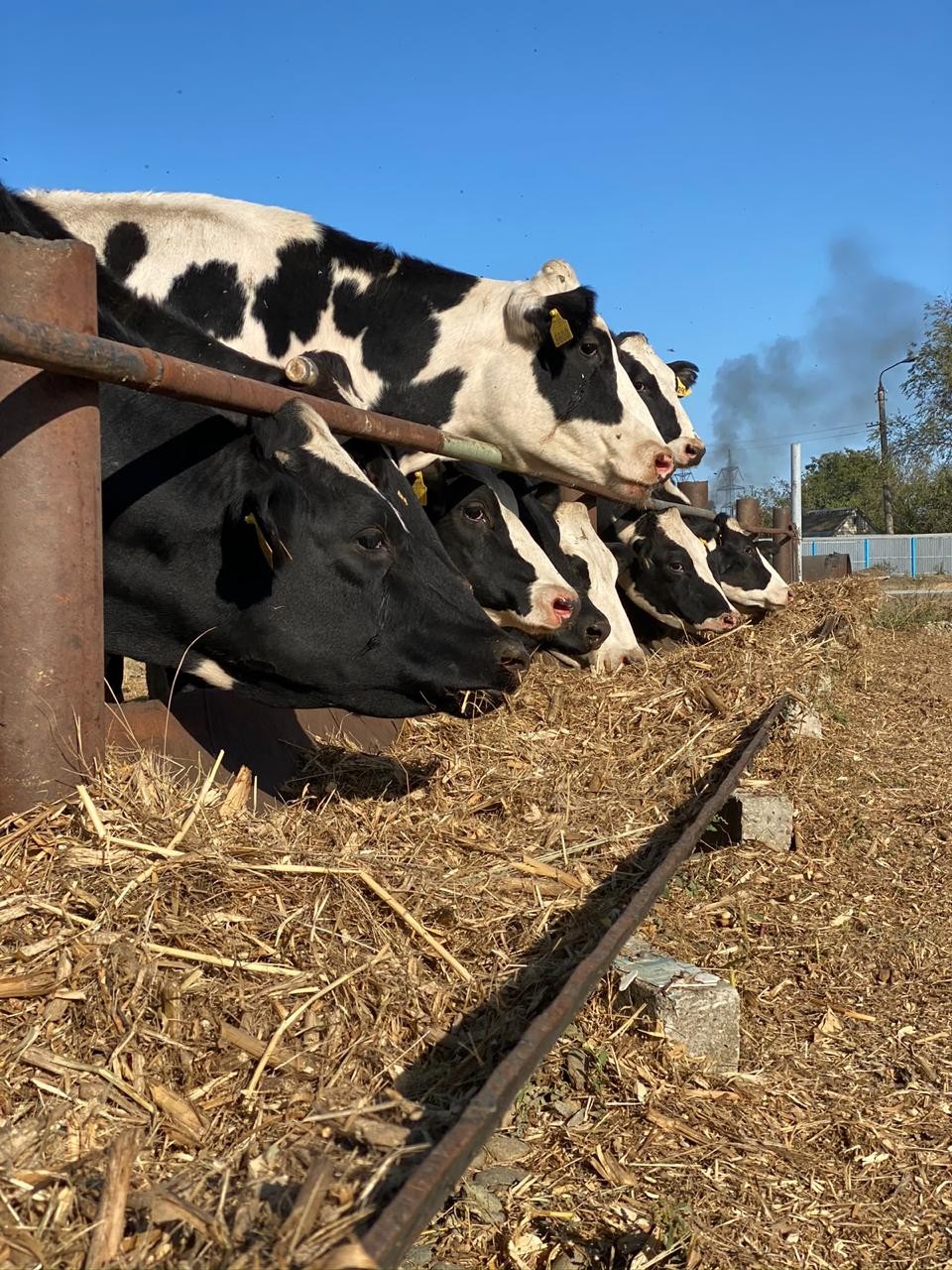 60 тонн молока в месяц производят на семейной ферме на Ставрополье 60 тонн молока в месяц производят на семейной ферме на Ставрополье