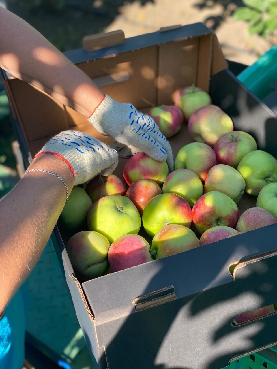 Более 13,5 тыс. тонн яблок находится в плодохранилищах Ставрополья Более 13,5 тыс. тонн яблок находится в плодохранилищах Ставрополья