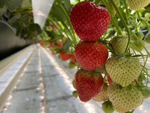 На Ставрополье впервые экспортируют тепличную клубнику На Ставрополье впервые экспортируют тепличную клубнику