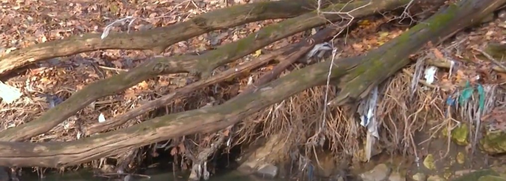 Мэрия Ставрополя провела уборку в лесу после вмешательства прокуратуры