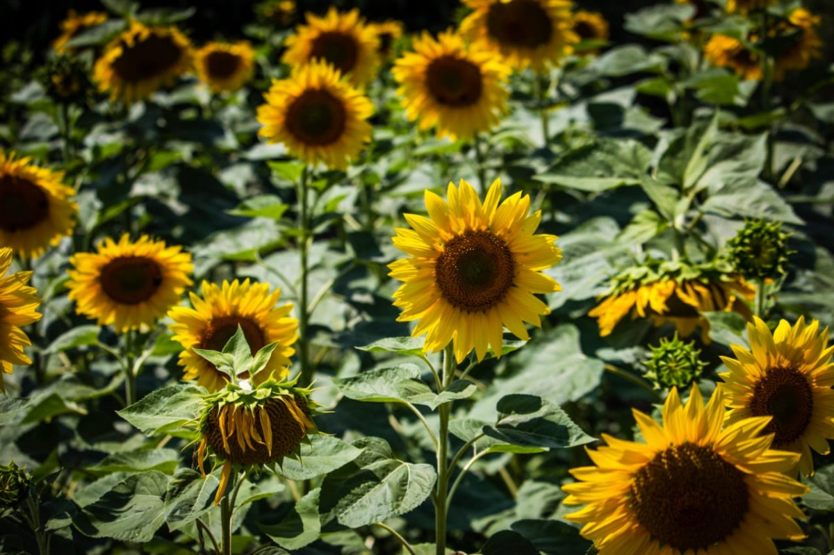 Ставропольские производители подсолнечника получат 130 млн рублей господдержки Ставропольские производители подсолнечника получат 130 млн рублей господдержки