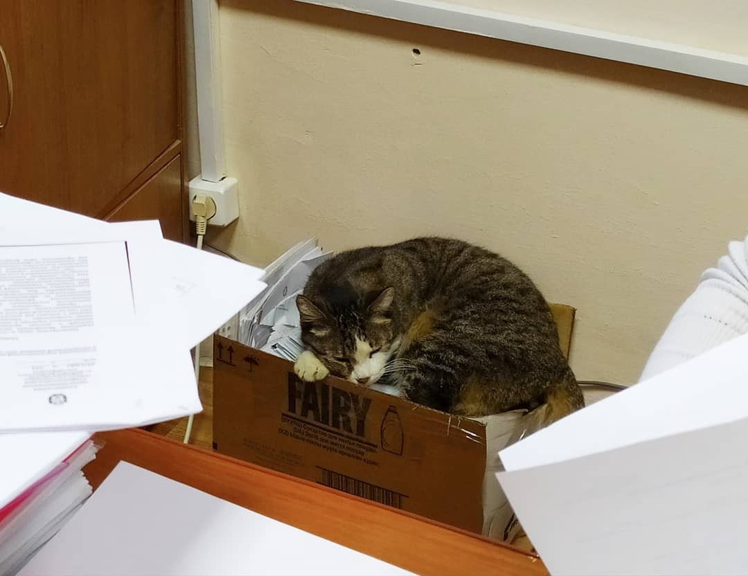 Кот Кипиш из администрации Невинномысска завел Instagram-аккаунт Кот Кипиш из администрации Невинномысска завел Instagram-аккаунт